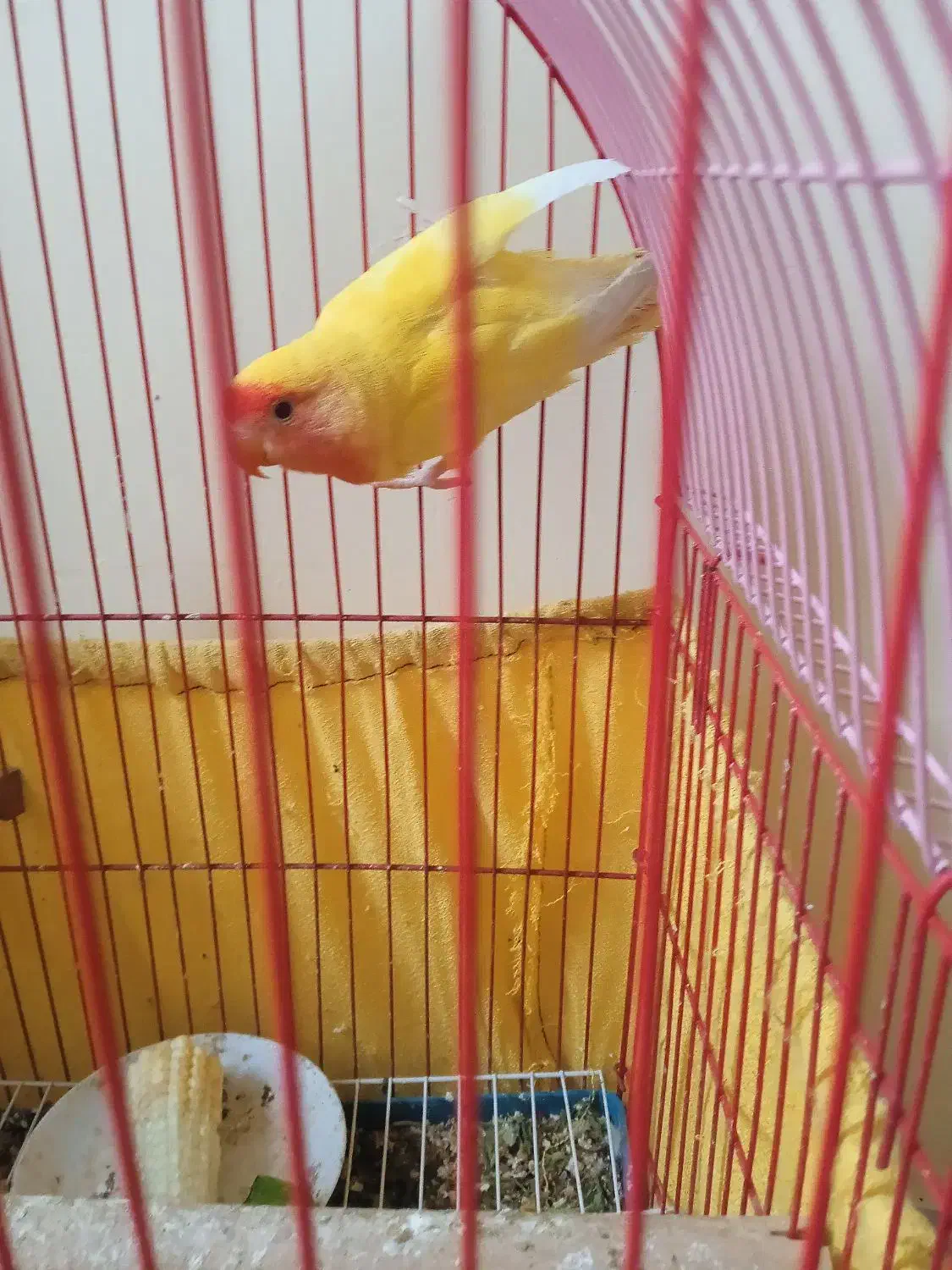 طوطی کوتوله برزیلی|پرنده|تهران, خاوران|دیوار