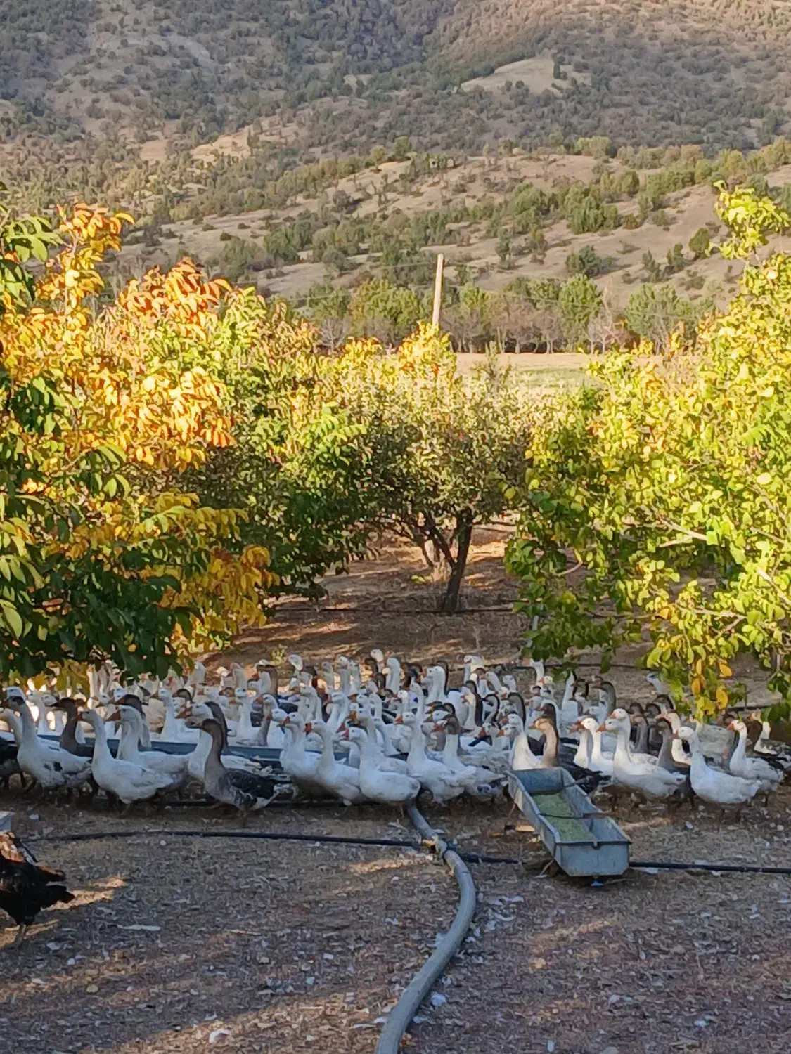 فروش غازدورگه صدرصد محلی|حیوانات مزرعه|بانه, |دیوار