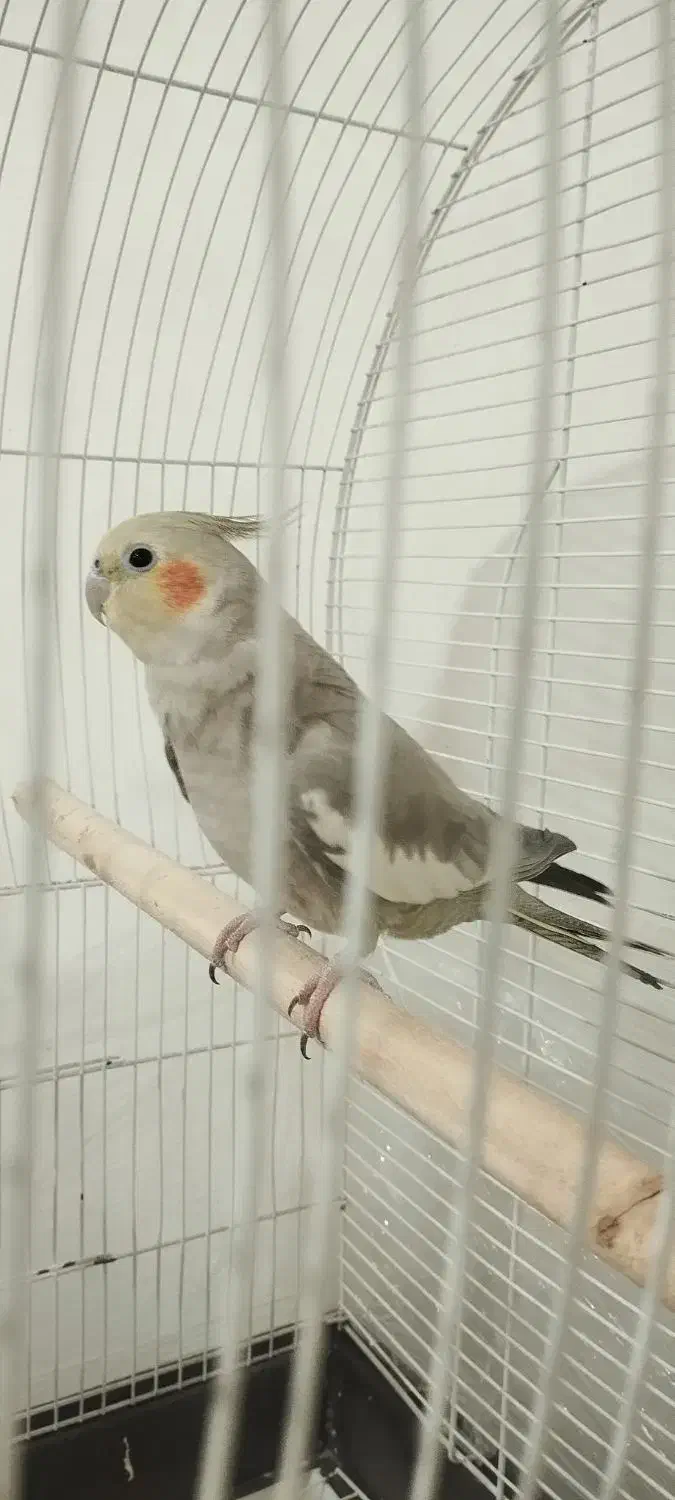 پرنده|پرنده|قدس, شهر‌قدس|دیوار