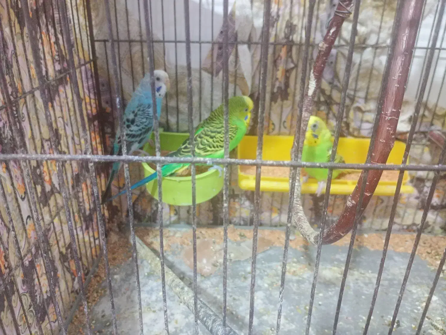 مرغ عشق با قفس|پرنده|کارون, |دیوار