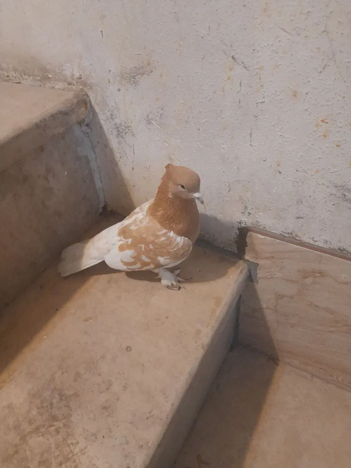 کله زرد ماده|پرنده|شیراز, کوشک میدان|دیوار