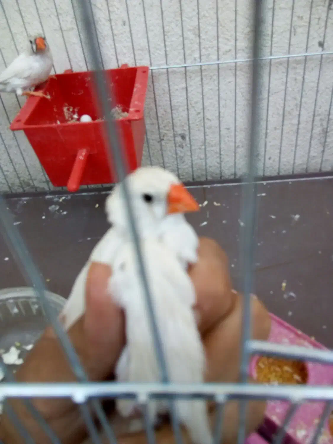 فنج نر و ماده  تخم هم دارن|پرنده|کرمان, |دیوار