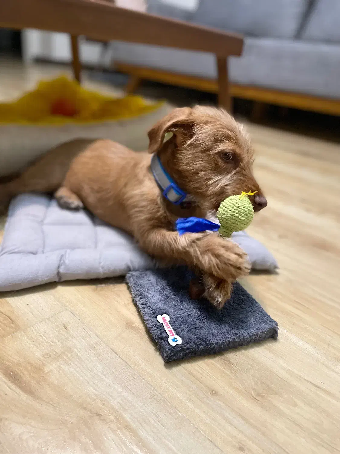 واگذاری سگ|سگ|کرج, ساماندهی|دیوار