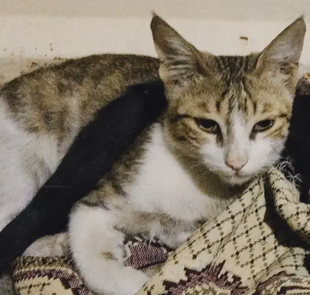 گمشده|حیوانات|اندیمشک, |دیوار