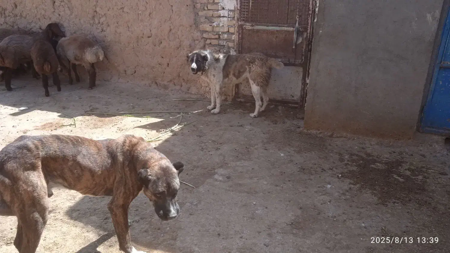 سگ  گله|سگ|مشهد, كنويست|دیوار