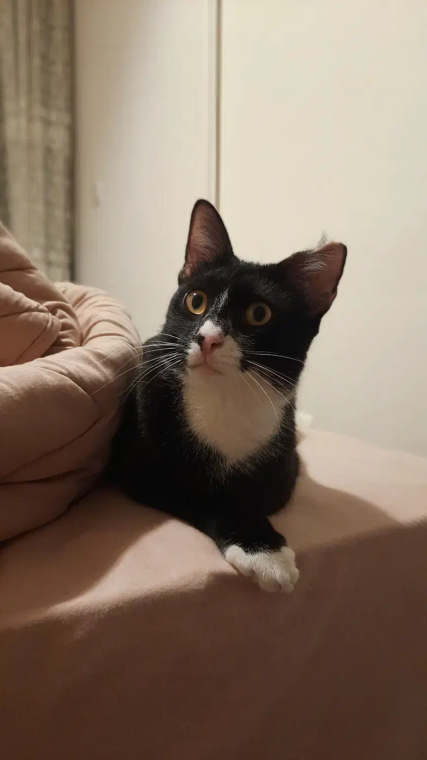 واگذاری گربه تاکسیدو|گربه|رشت, علی آباد|دیوار