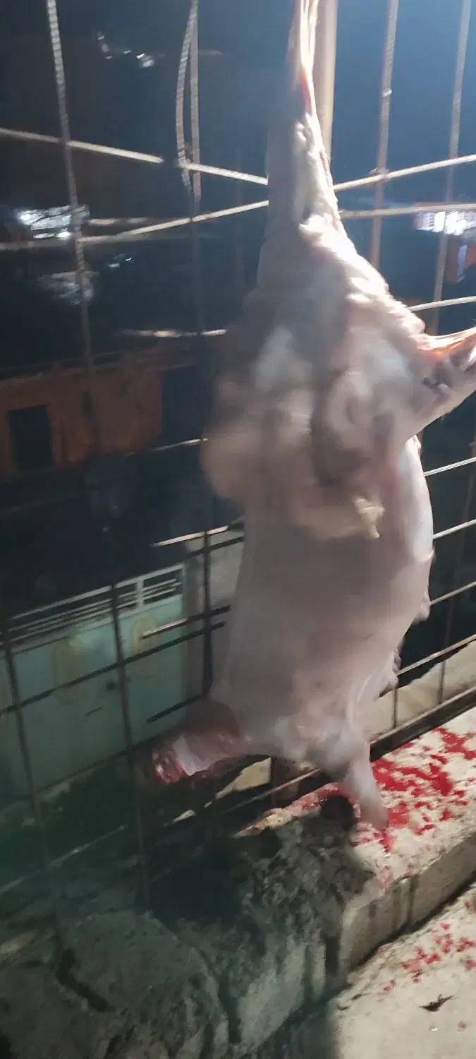 گوشت گوسفند|خدمات پذیرایی، مراسم|مسجد سلیمان, |دیوار