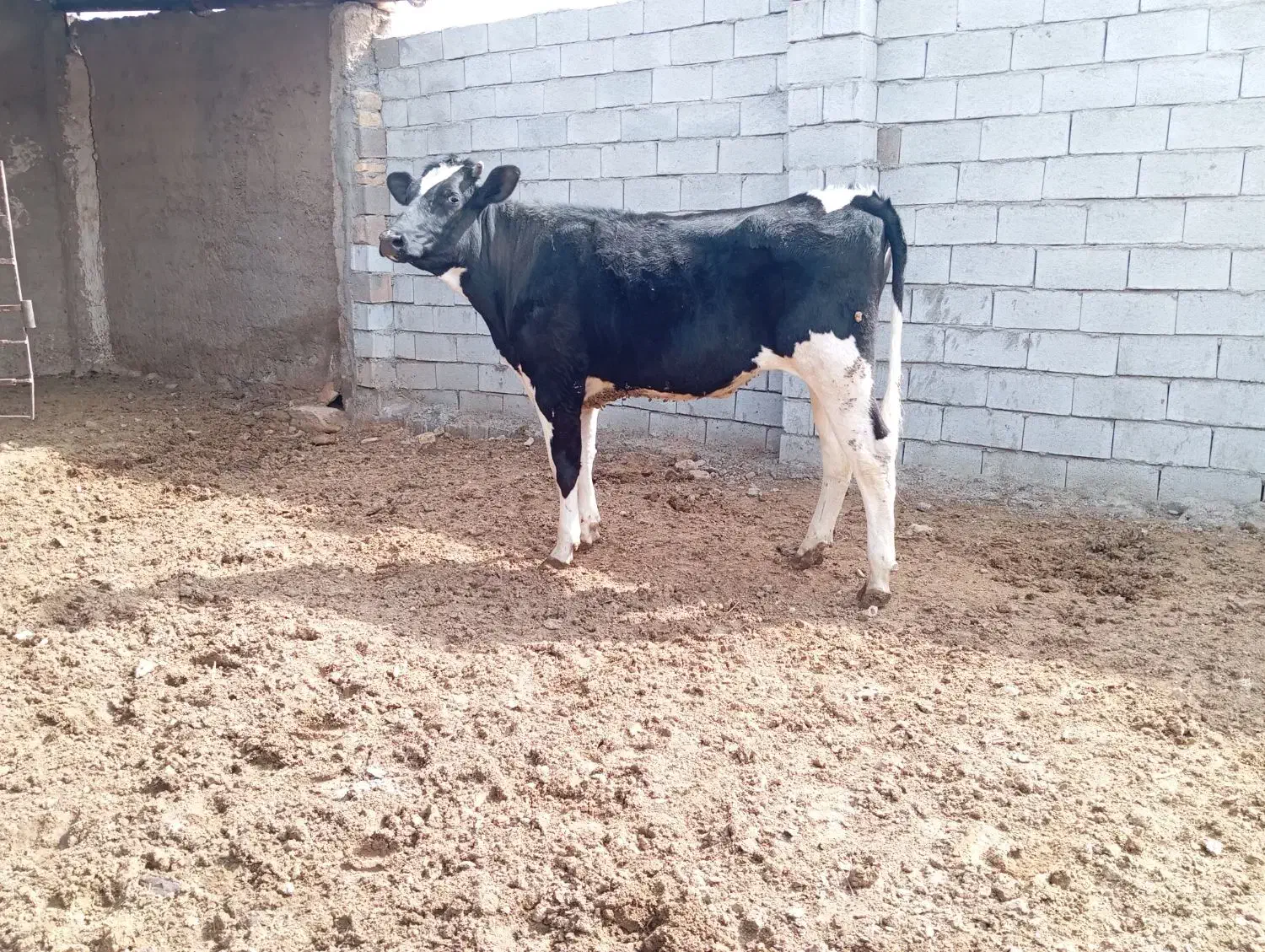 گاو گوساله نر تلیسه‌|حیوانات مزرعه|شیراز, داریون|دیوار