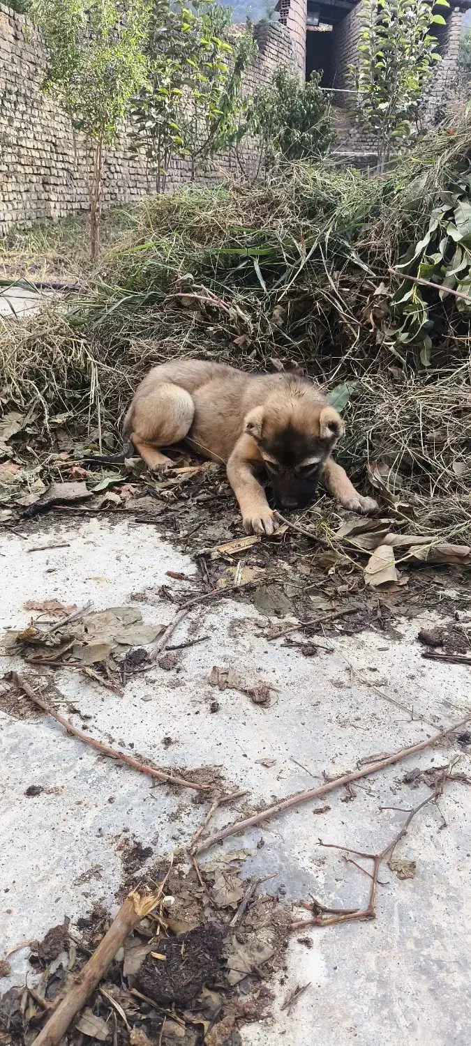 توله ماده الابای|سگ|خان ببین, |دیوار