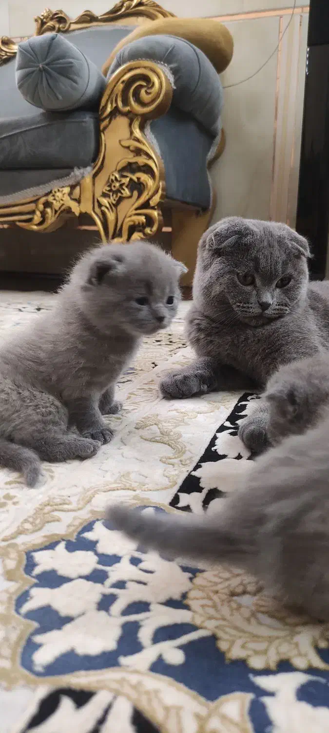 گربه اسکاتیش بلو فولد|گربه|زاهدان, |دیوار