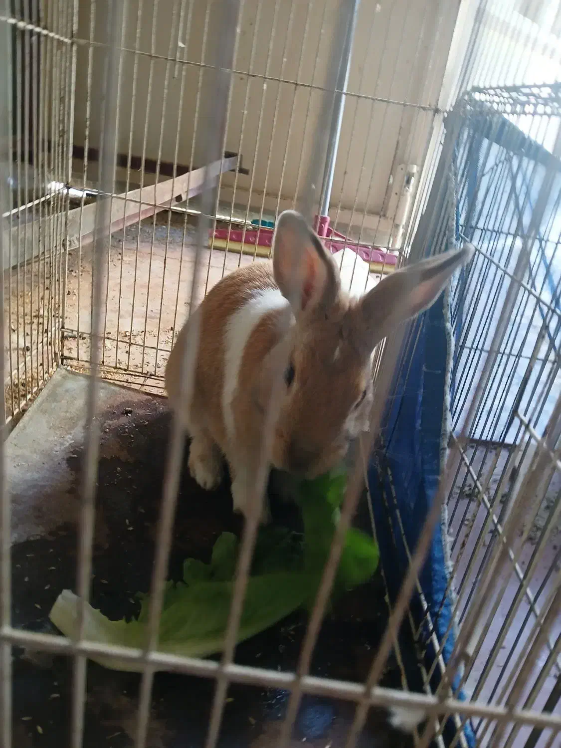 خرگوش|موش و خرگوش|خرمآباد, |دیوار