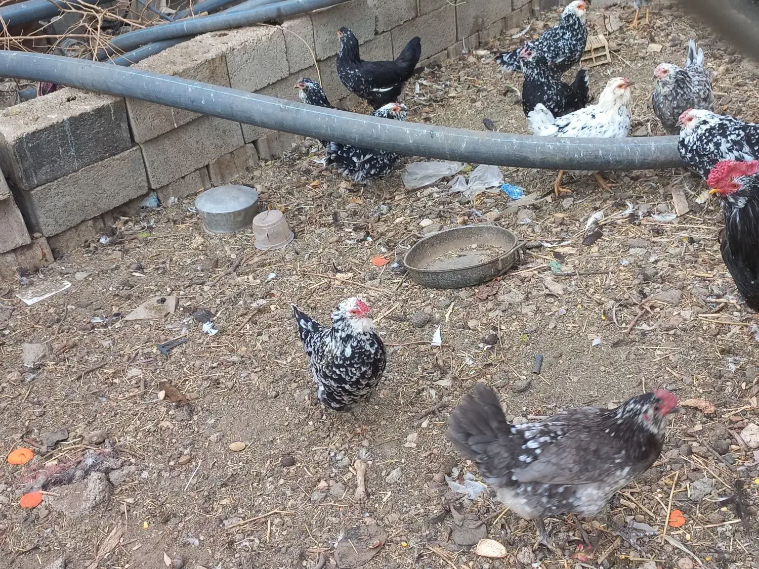 مرغ گلین|حیوانات مزرعه|بن, |دیوار