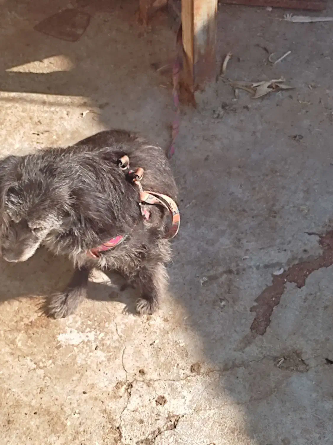 سگ خانگی|سگ|زاهدان, |دیوار