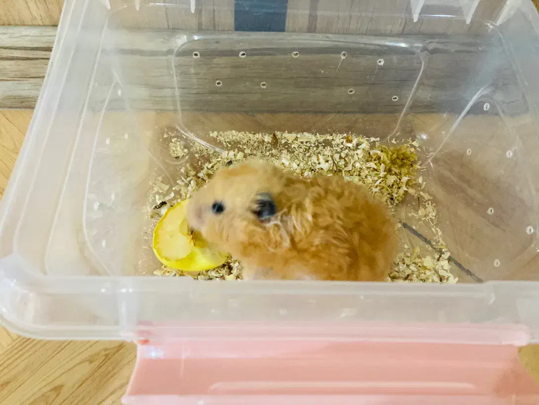 همستر ماده درشت و سالم و خوش رنگ|موش و خرگوش|مشهد, سرافرازان|دیوار