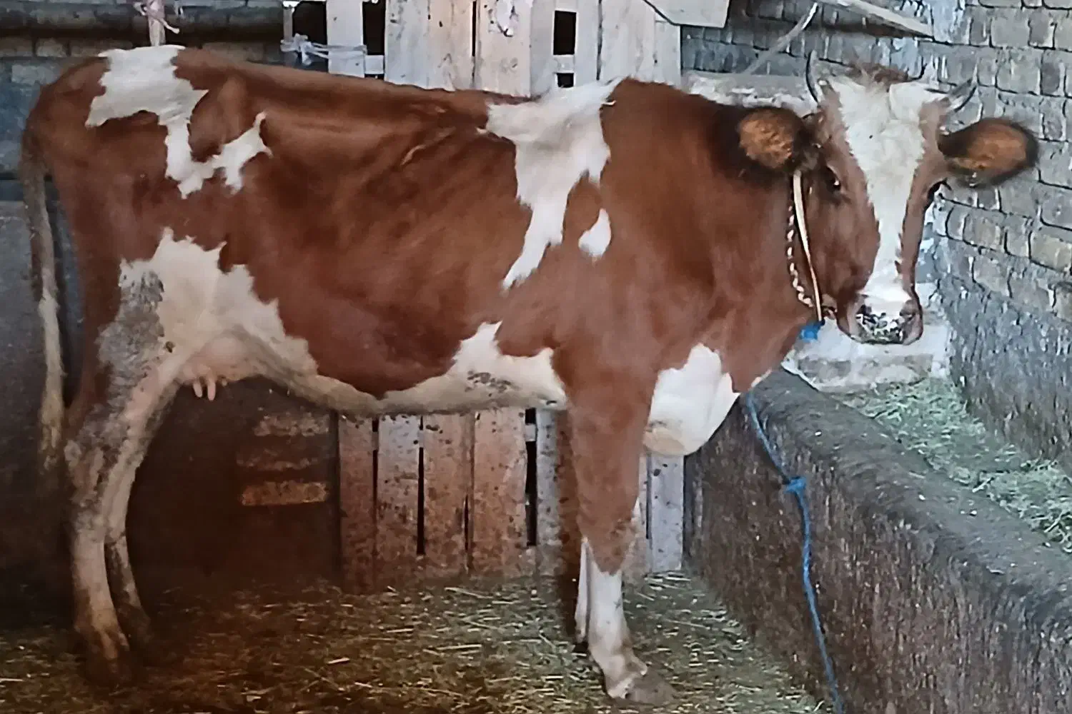 دو راس گاو ابستن جوان|حیوانات مزرعه|باوله, |دیوار