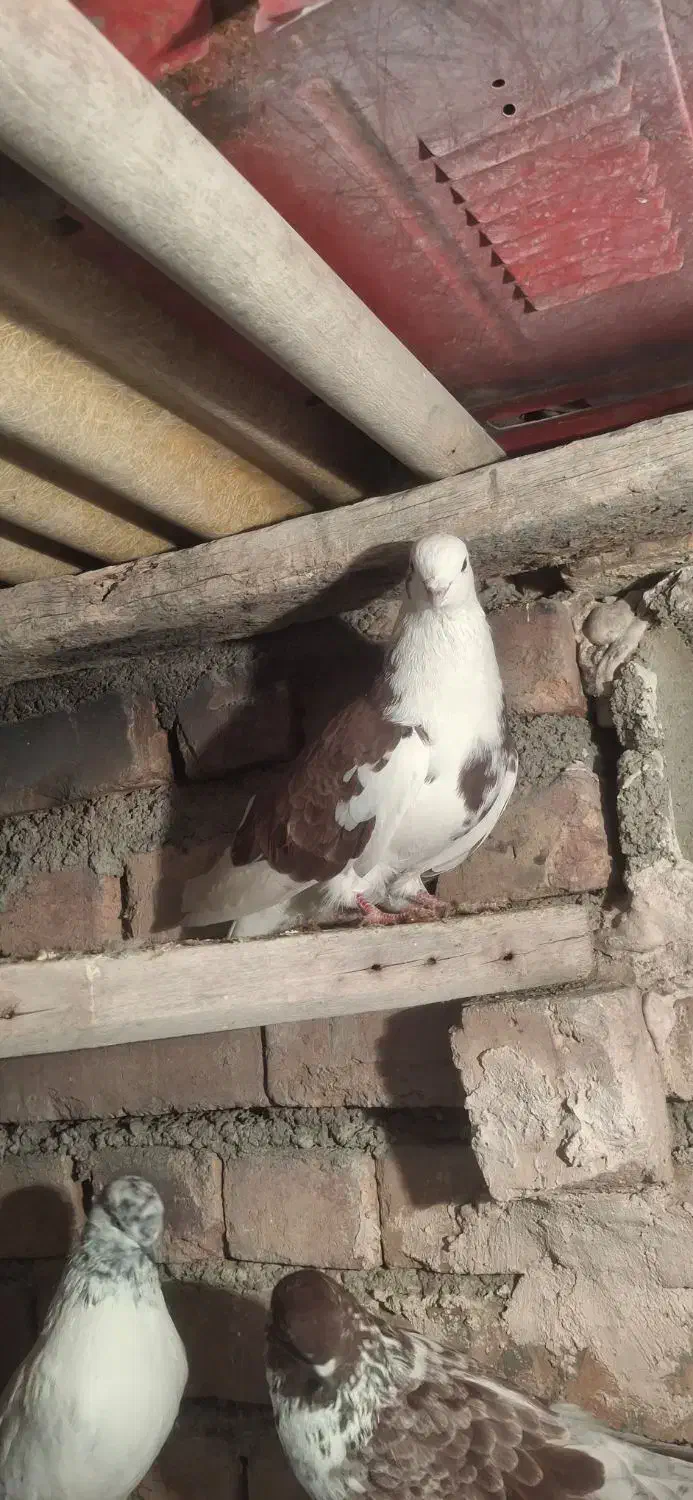 کبوتر پرشی|حیوانات|نوشین شهر, |دیوار