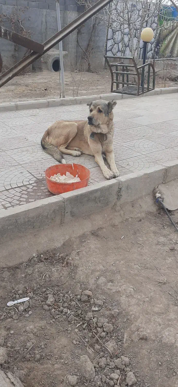 واگذاری نرسرابی|سگ|قرچک, پویینک|دیوار