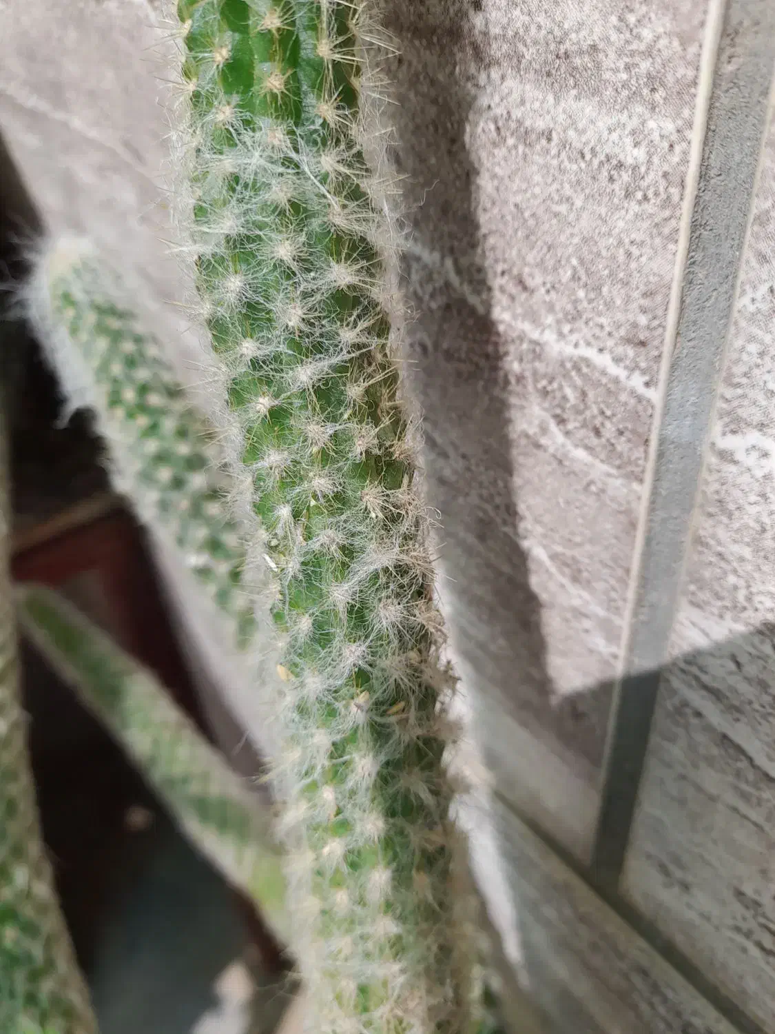 کاکتوس|گل و گیاه طبیعی|فسا, |دیوار