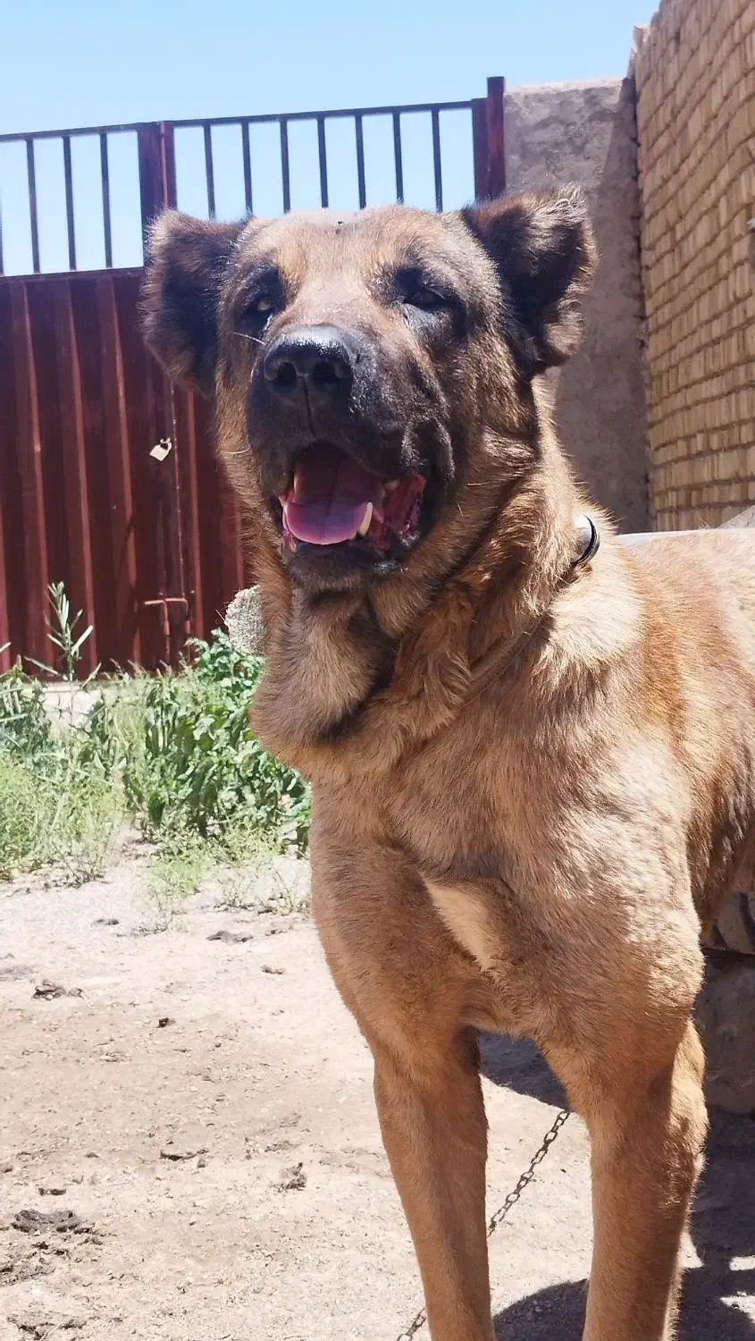 سگ سرابی اصیل دو سال نیم|سگ|قزوین, |دیوار