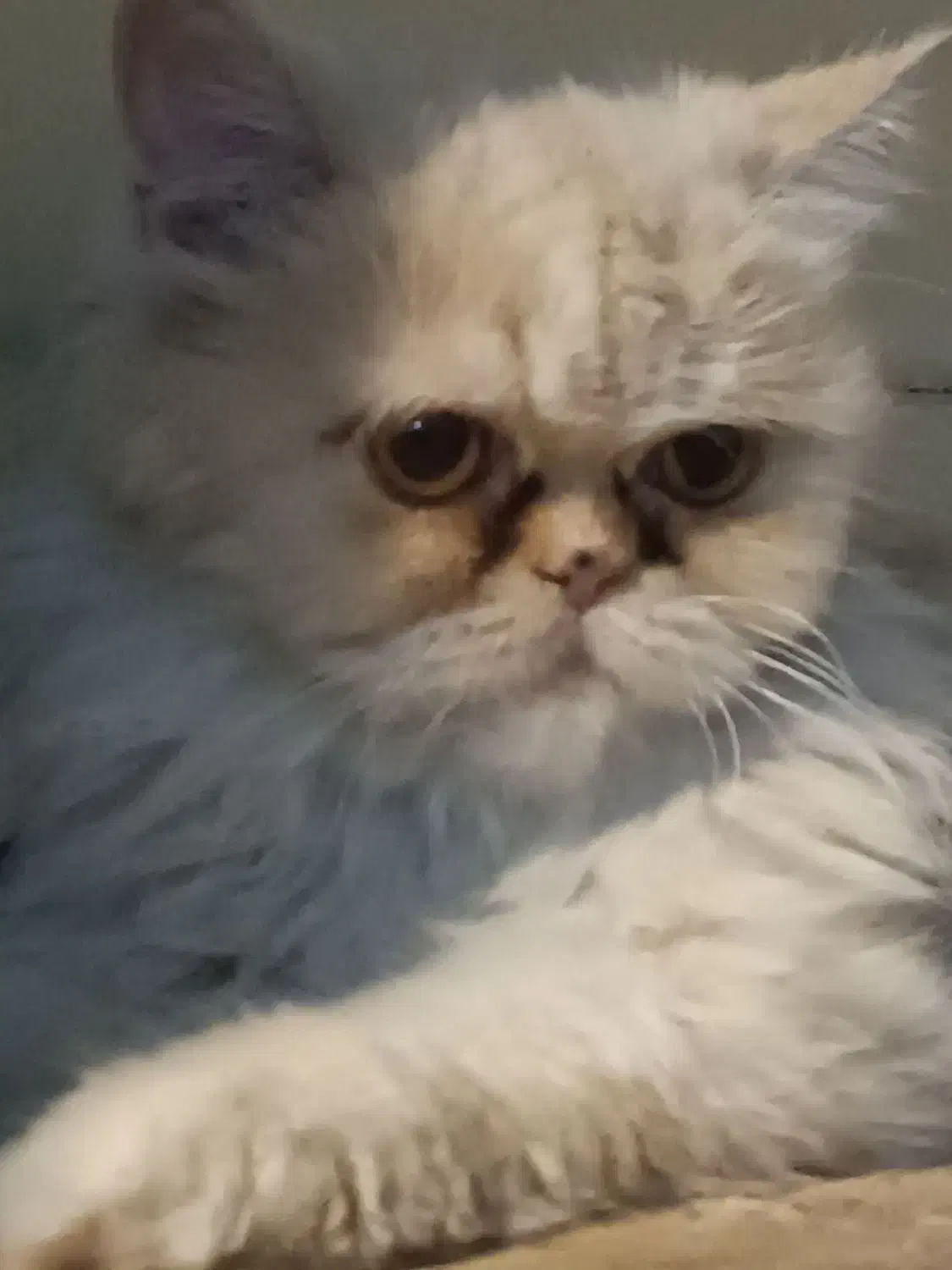 پرشین ماده|گربه|ایرانشهر, |دیوار