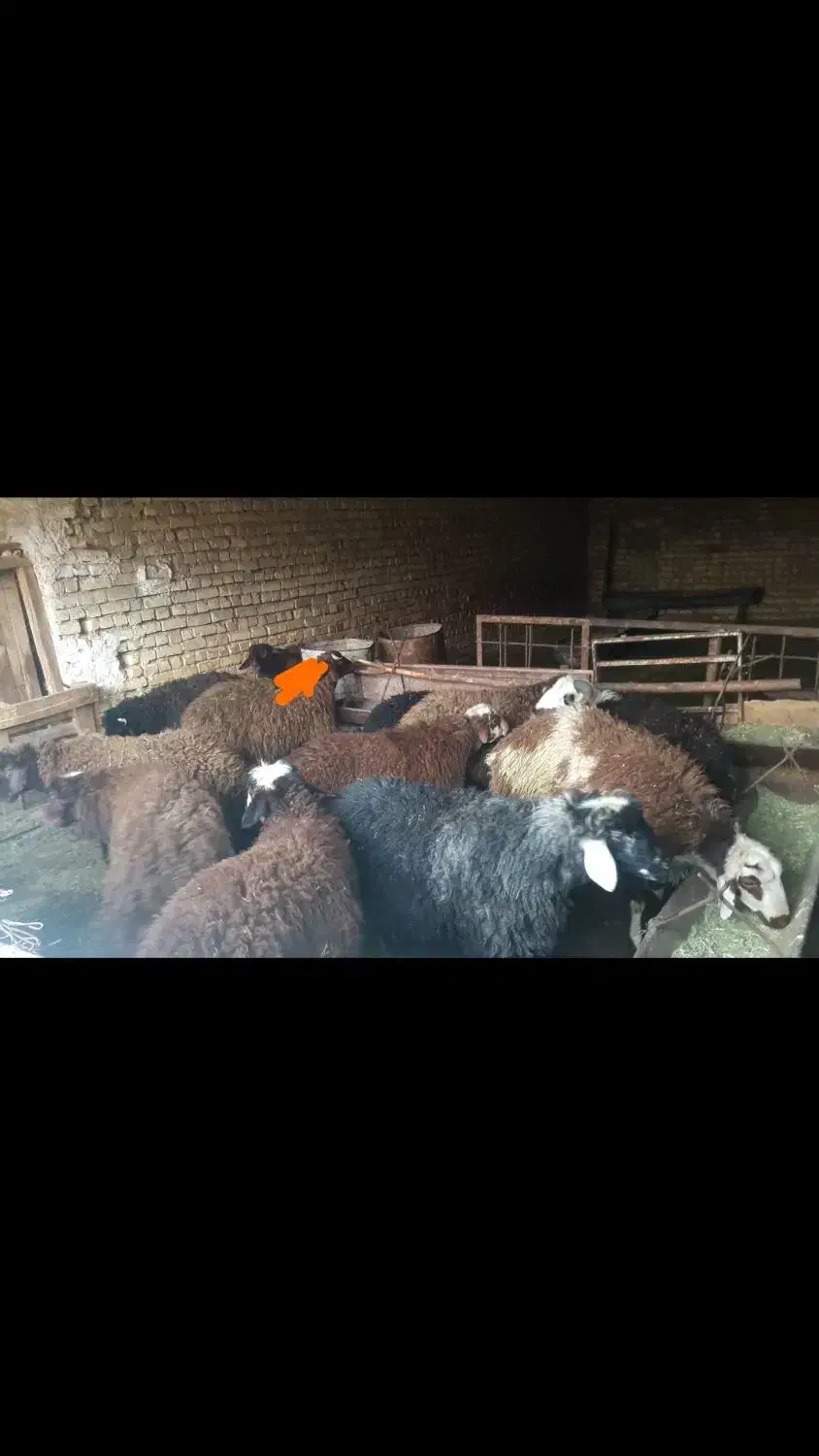 بره افشاری نر ۵۵ کیلو|حیوانات مزرعه|چادگان, |دیوار