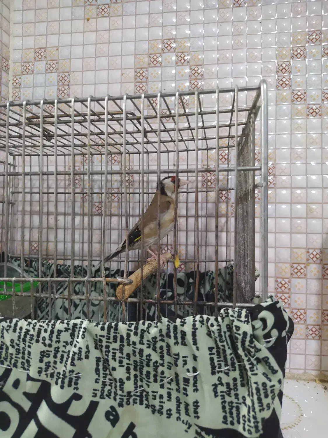 کبوتر قناری|پرنده|باغ ملک, |دیوار