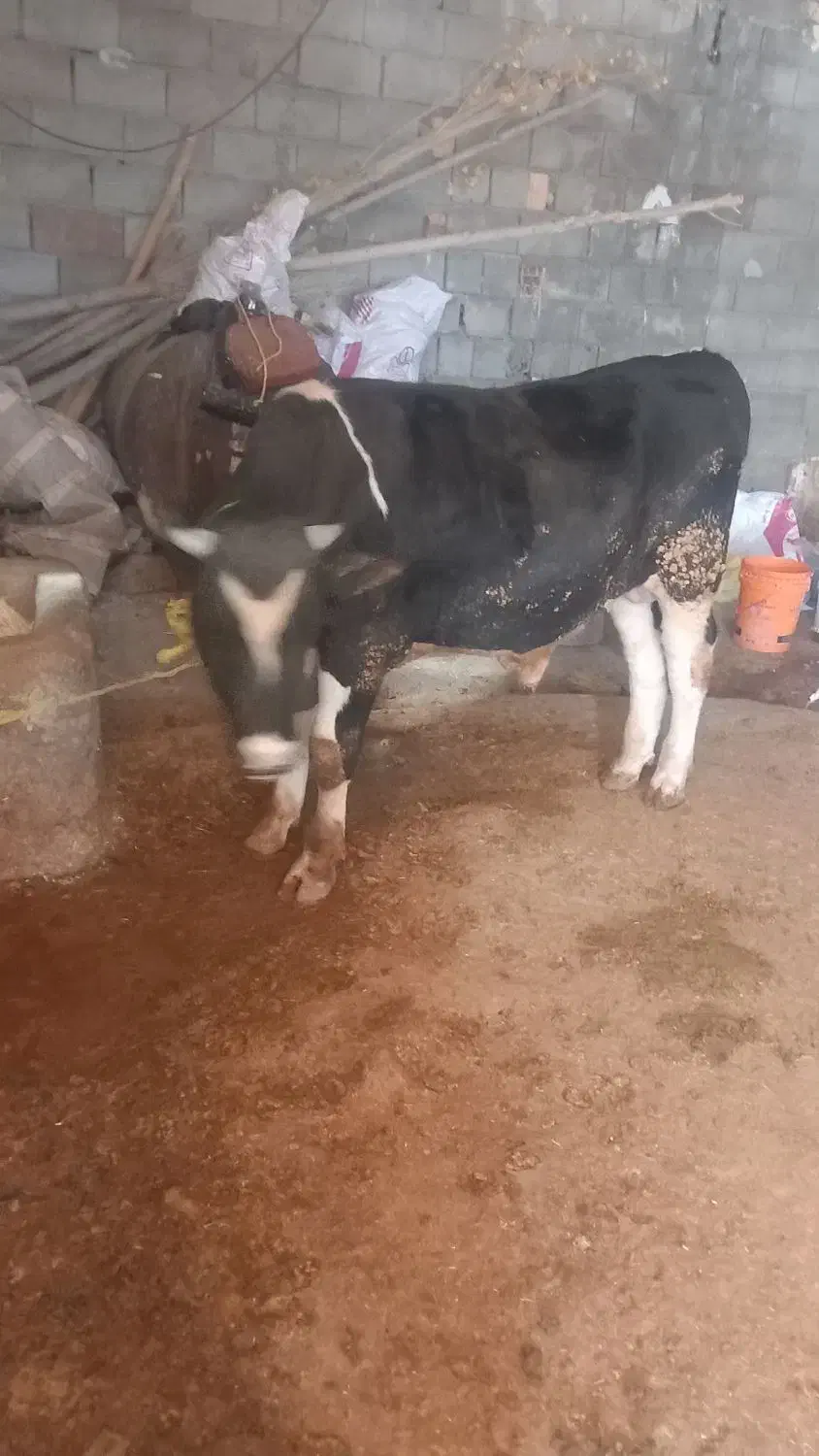 گوساله گوشتی|حیوانات مزرعه|نورآباد, |دیوار