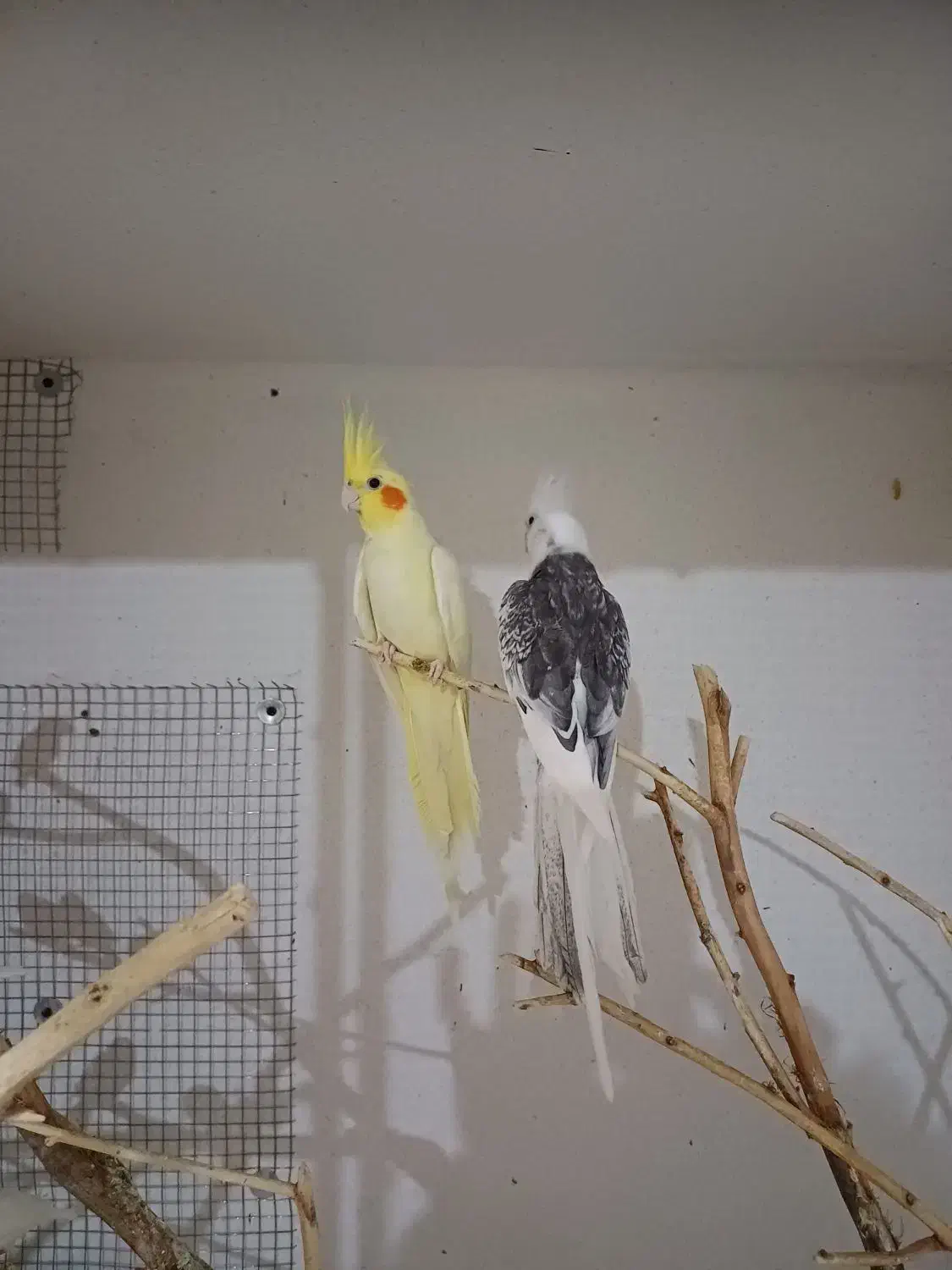 جفت عروس لوتینو و البینو|پرنده|رامشیر, |دیوار