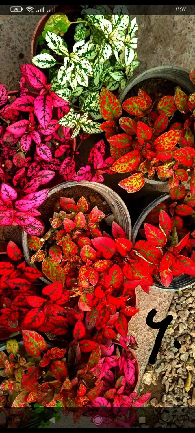 گل همیشه گلدار ماندگار پروین۸۰|حراج|بروجرد, |دیوار