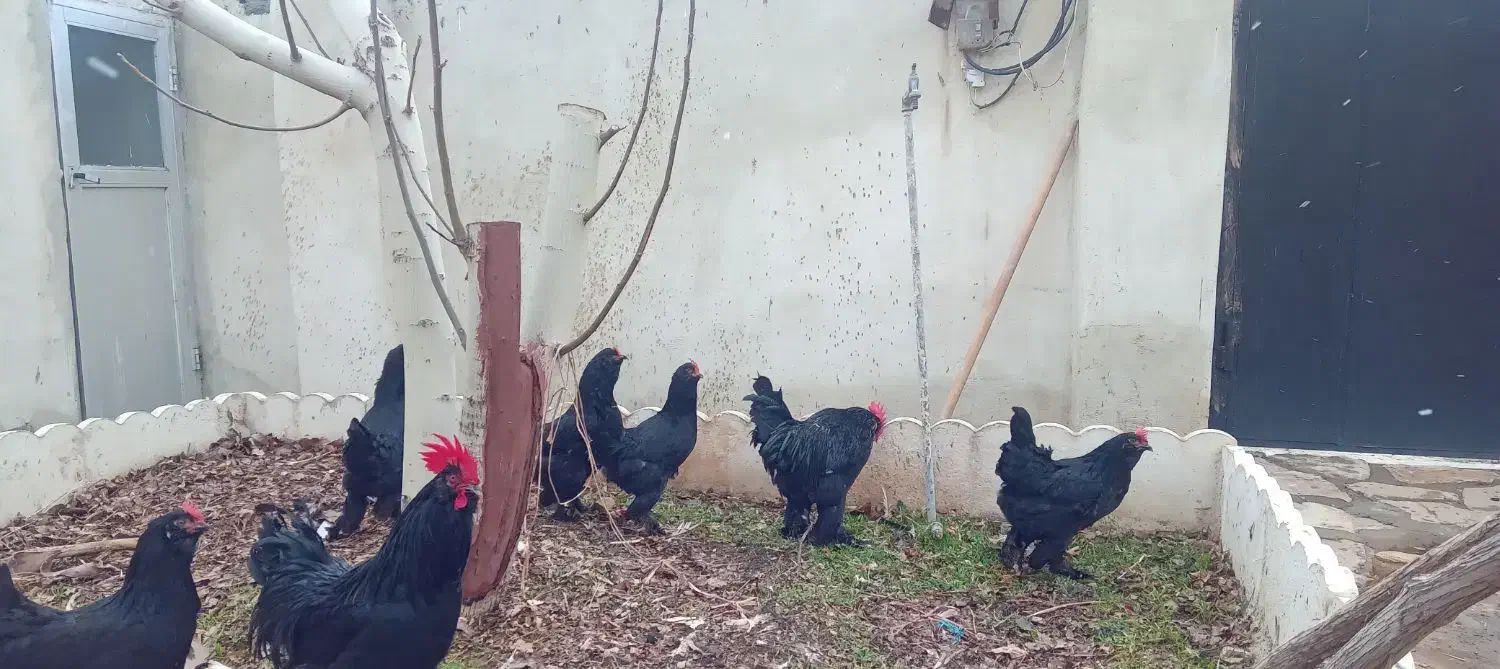 تخم مرغ مرندی|حیوانات مزرعه|کرمانشاه, |دیوار