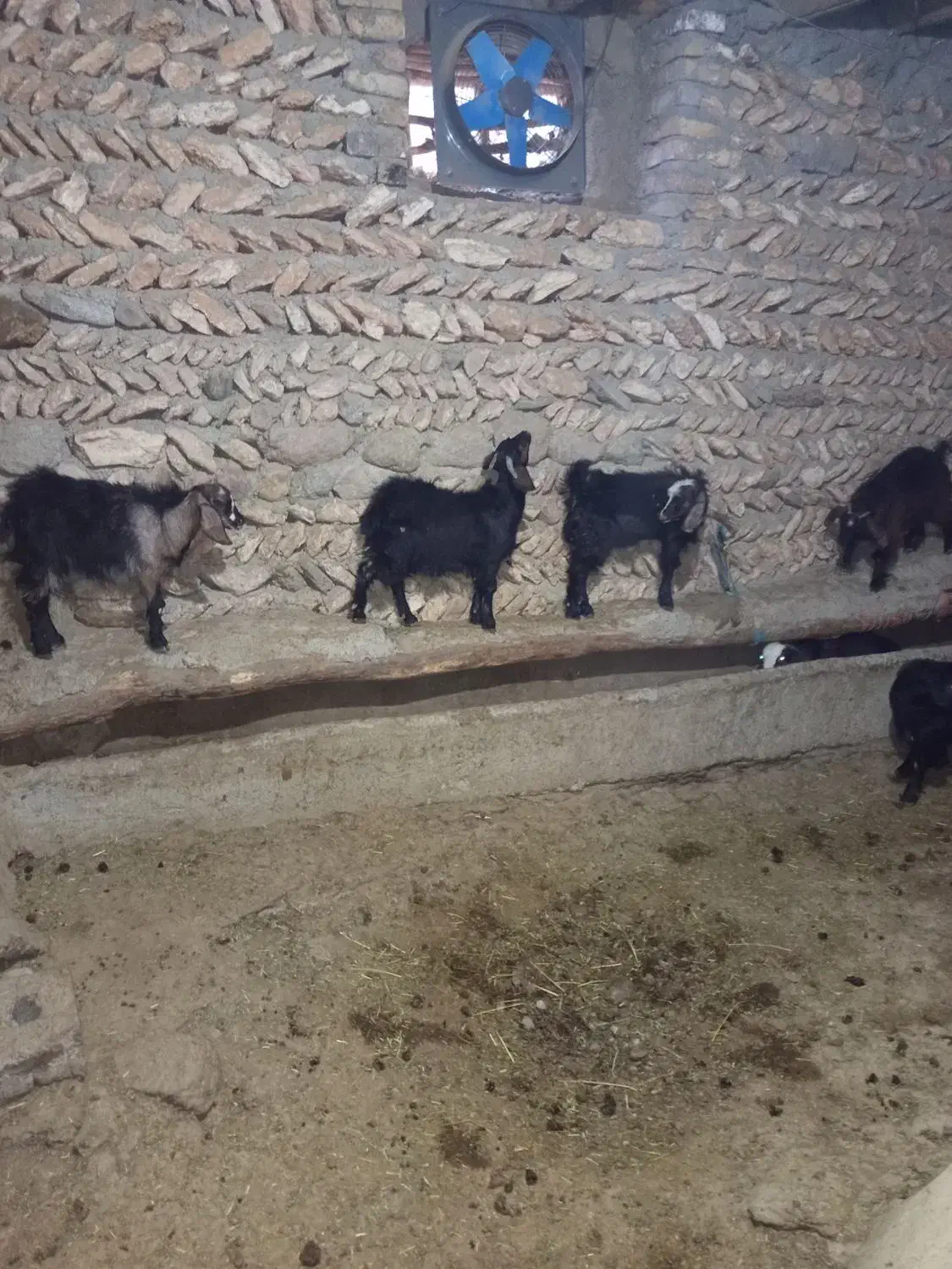 بزغاله جوان|حیوانات مزرعه|دهگلان, |دیوار