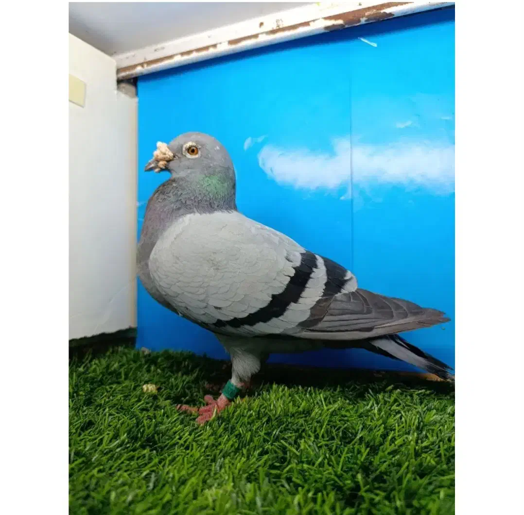 کفتر پلاک ی|پرنده|اهواز, کوی سعدی|دیوار