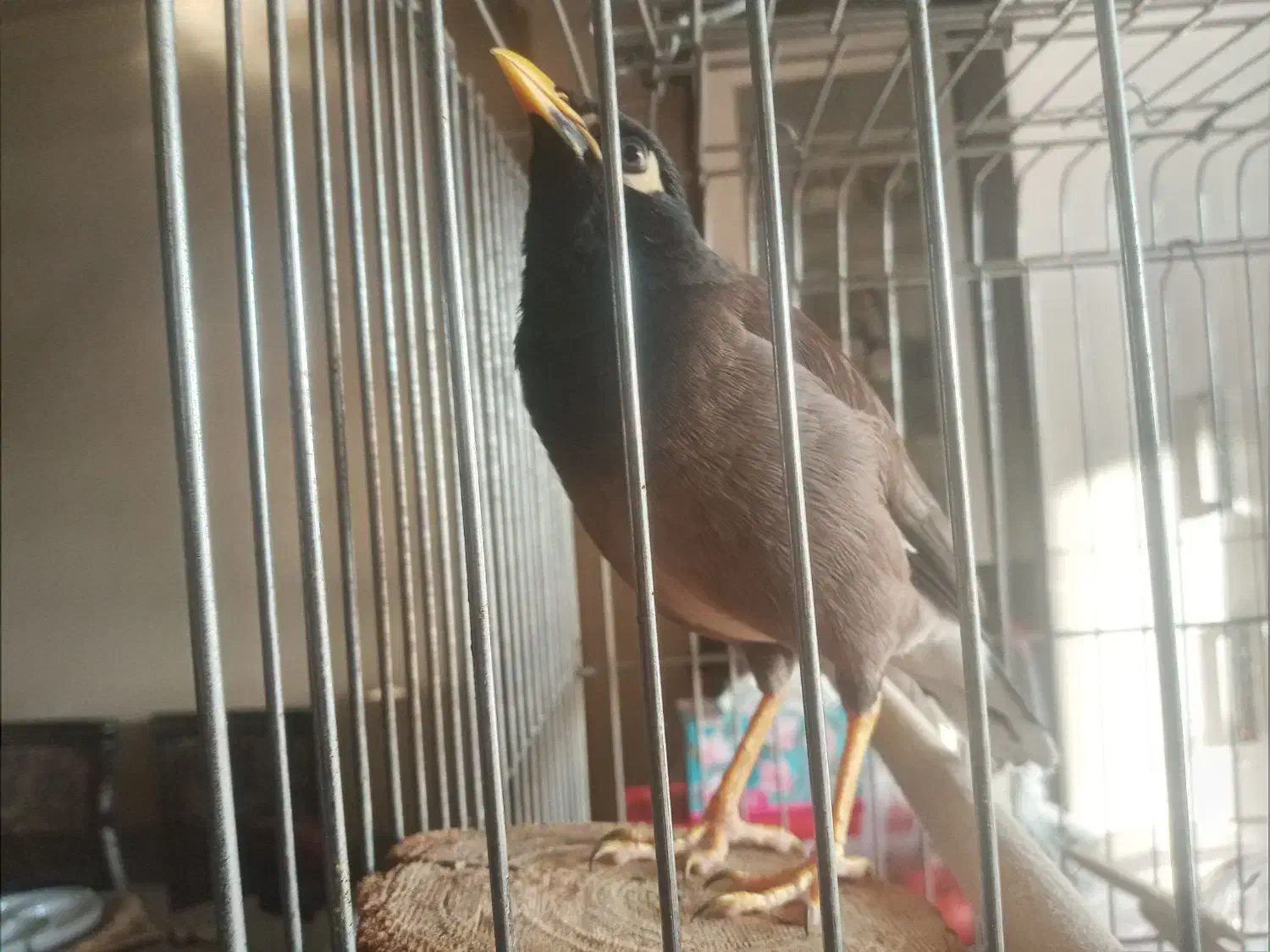 مرغ مینا نر سخنگو|پرنده|تهران, کرمان|دیوار