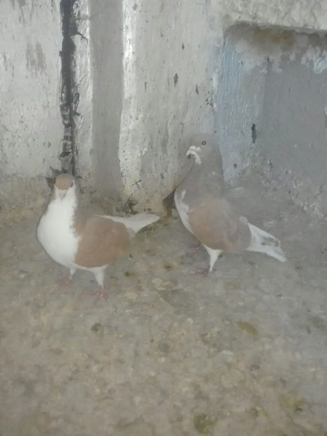 کبوتر خوشرنگ زرد|پرنده|شیراز, جرسقان|دیوار