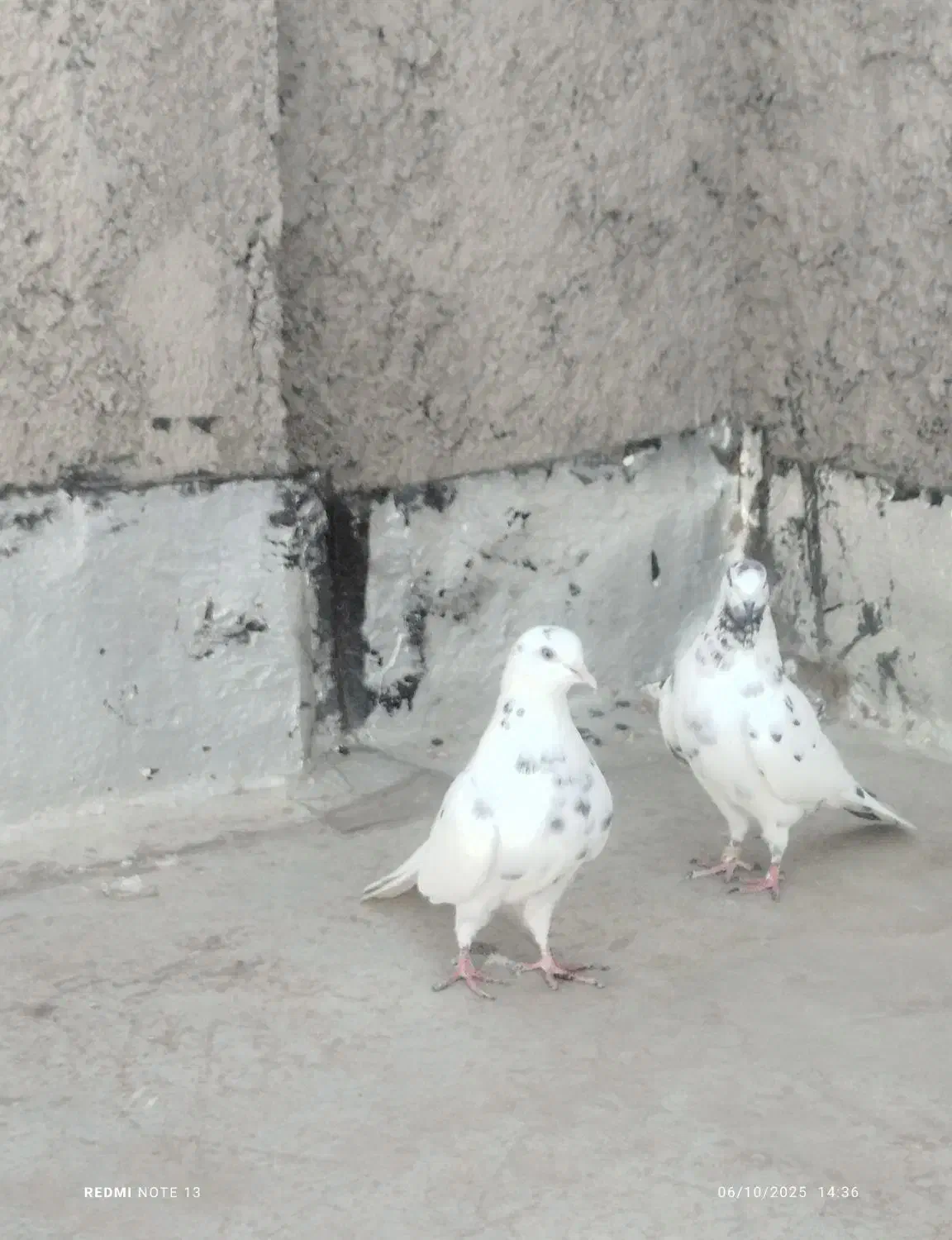 کبوتر پرشی|پرنده|گرگان, |دیوار