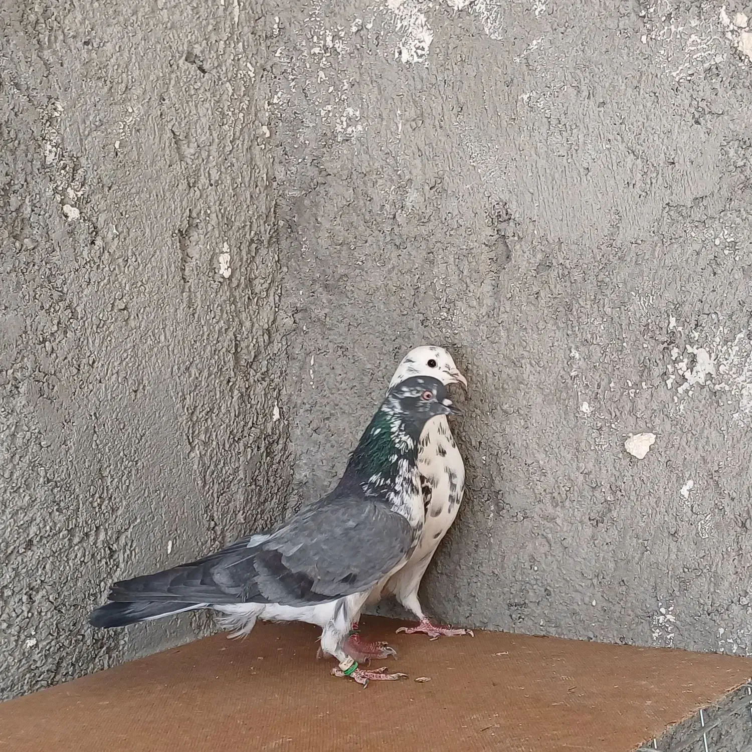 کفتر کاشانی|پرنده|حمیدیا, |دیوار