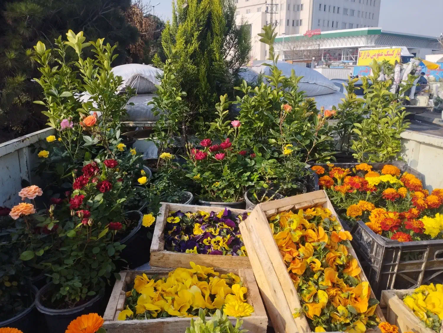 سمپاشی و باغبانی|خدمات باغبانی و درختکاری|بومهن, |دیوار