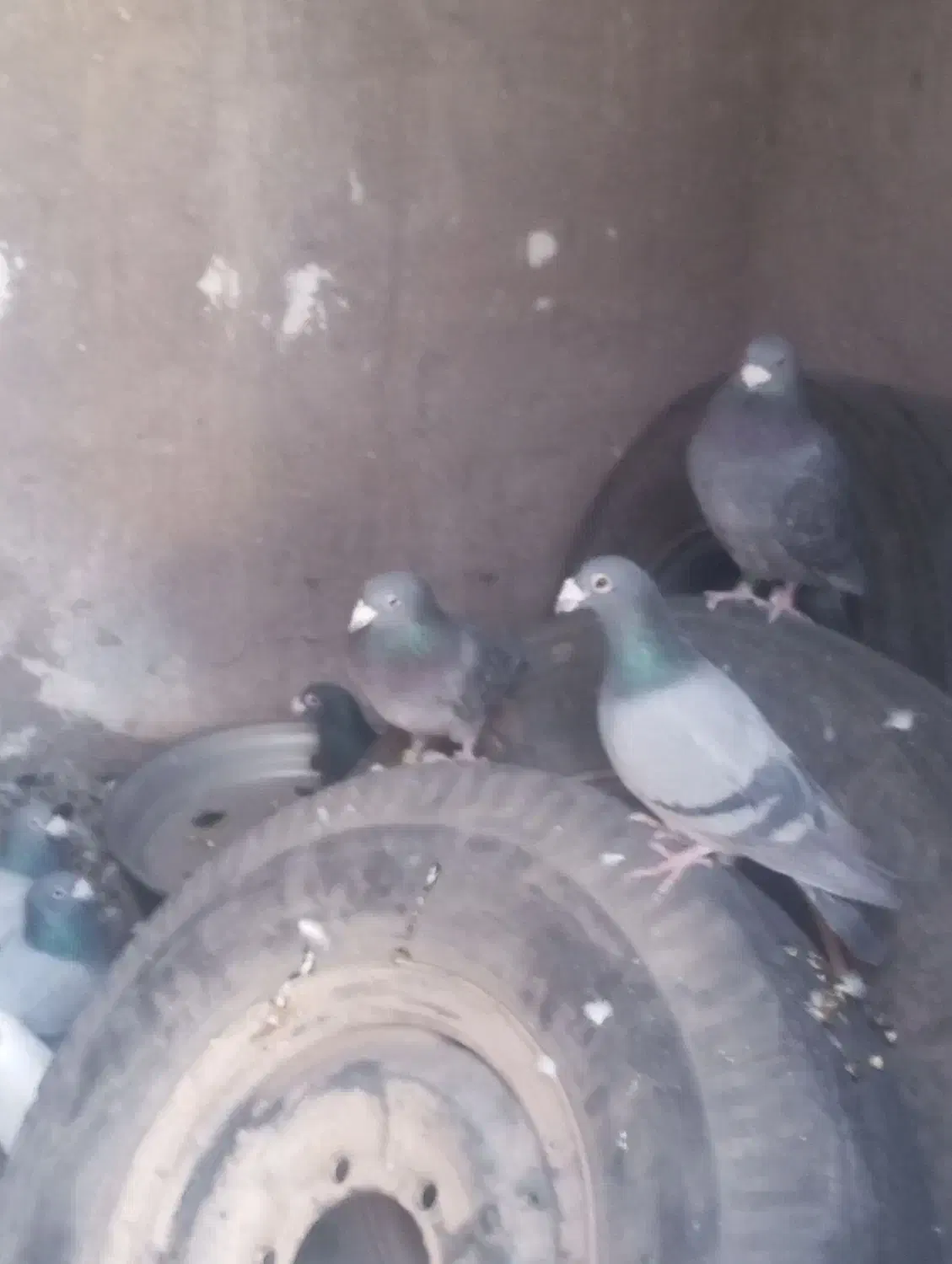 بیستون دوسه تا نر پلاکی مرغ و بپر|پرنده|بردسیر, |دیوار