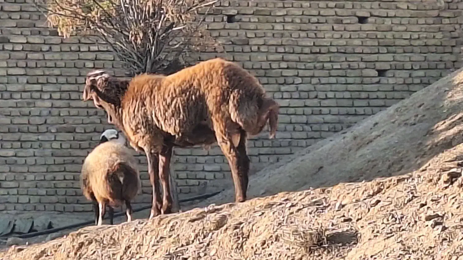 گوسفند|حیوانات مزرعه|کوهسار (البرز), |دیوار