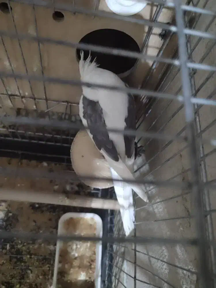 در حمیدیه|پرنده|حمیدیه, |دیوار