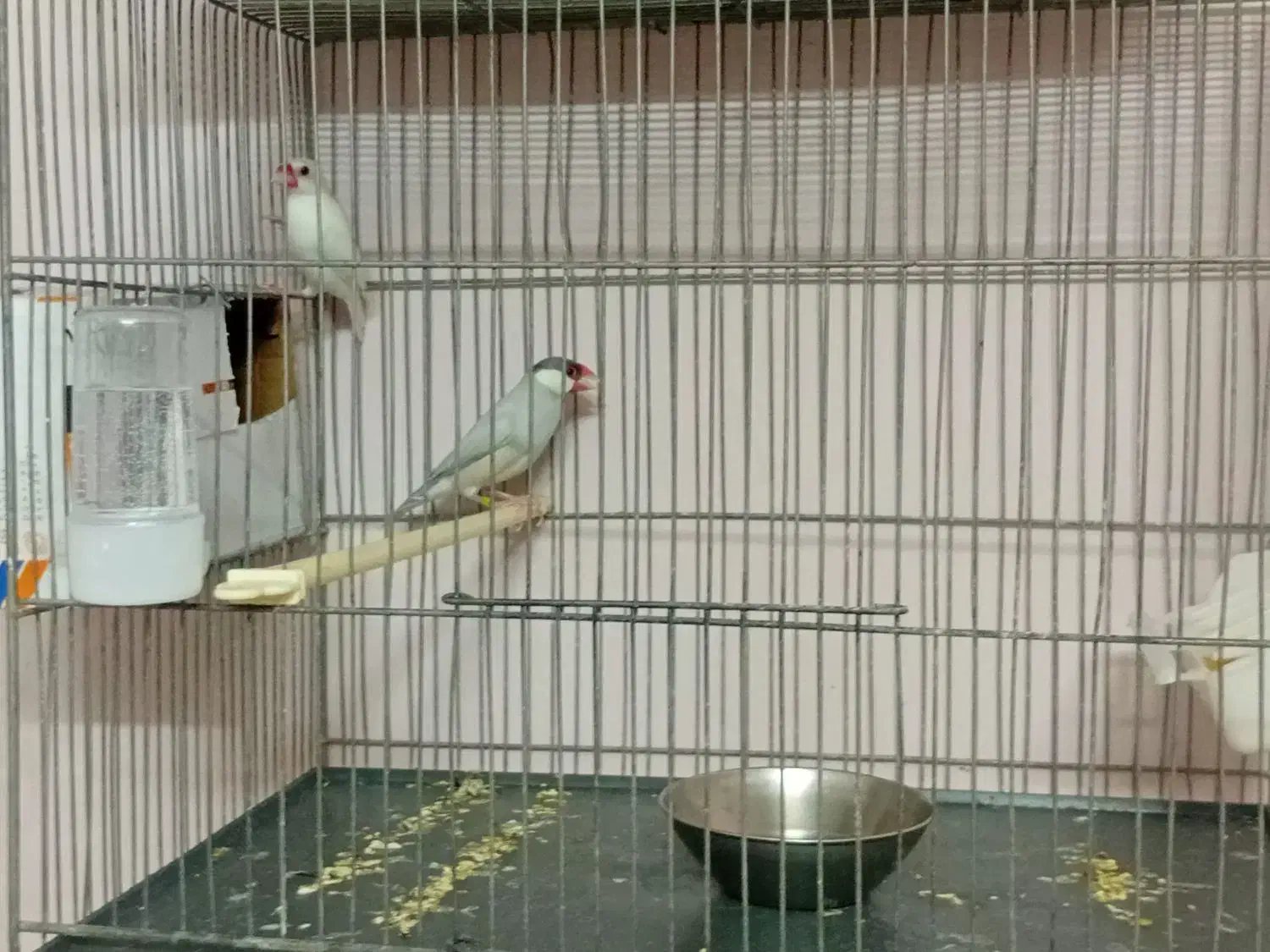 فنچ نرگسی..|پرنده|گلبهار, شهر جدید گلبهار|دیوار