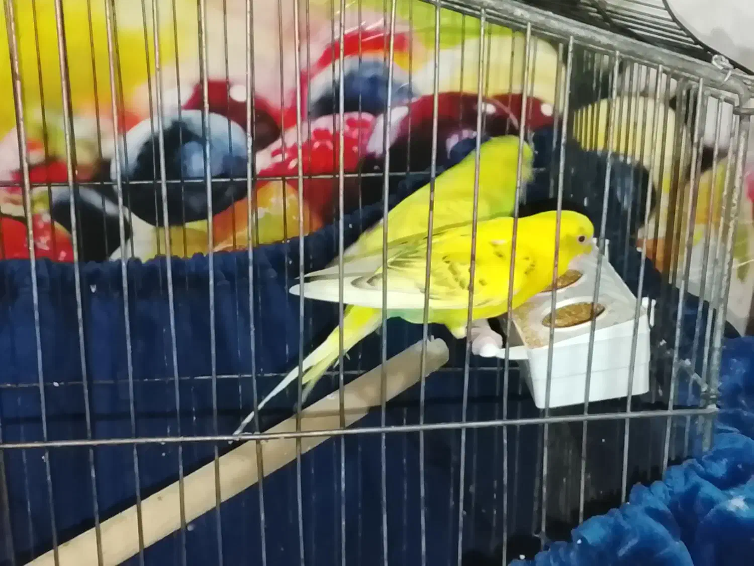 پرنده مرغ عشق نر|پرنده|پاکدشت, پاکدشت (مامازند)|دیوار