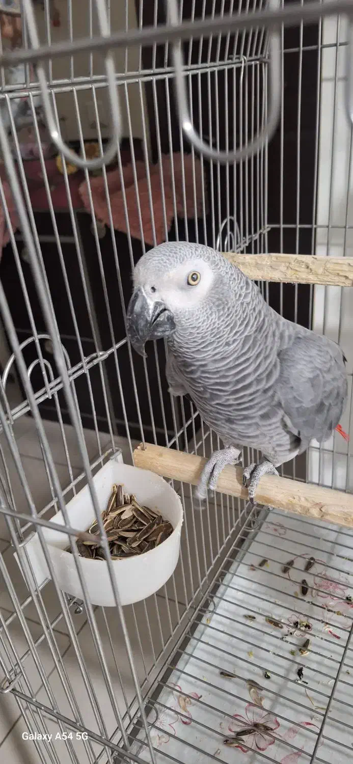 کاسکونر9ساله درشت وکشیده|پرنده|پردیس, فاز ۱۱|دیوار