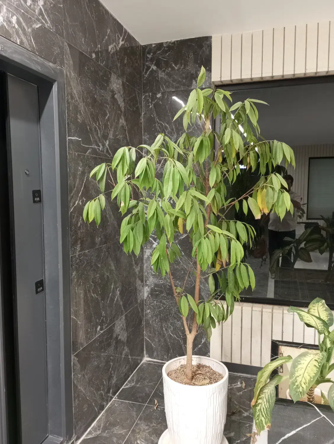 گل و گیاه اپارتمانی|گل و گیاه طبیعی|بیرجند, |دیوار