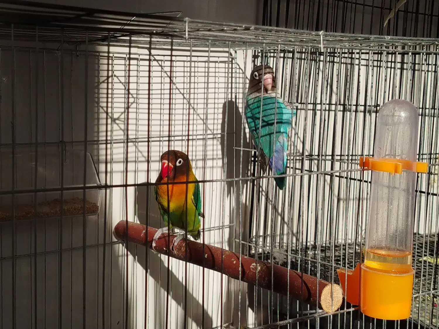 مرغ عشق انگلیسی و طوطی برزیلی|پرنده|سرپل ذهاب, |دیوار