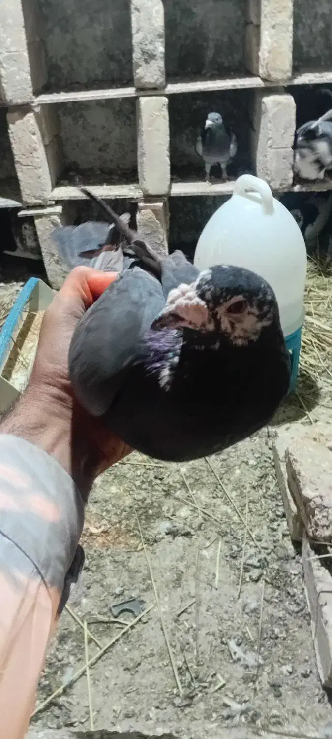 کبوتر|پرنده|ایرانشهر, |دیوار