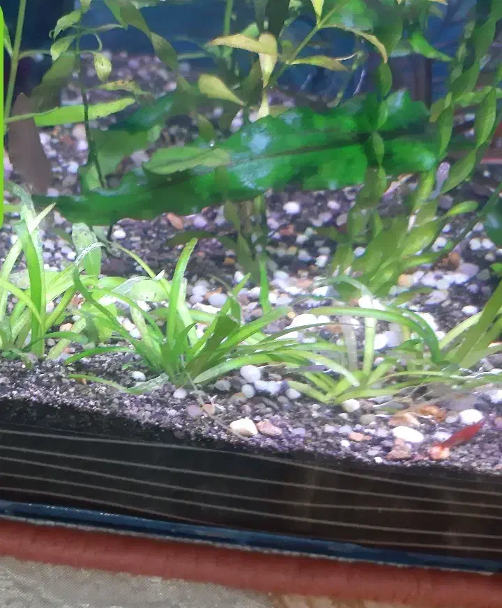 آکواریوم شیشه خم ۸۰سانتی با گیاه طبیعی و لوازم|ماهی|تبریز, |دیوار