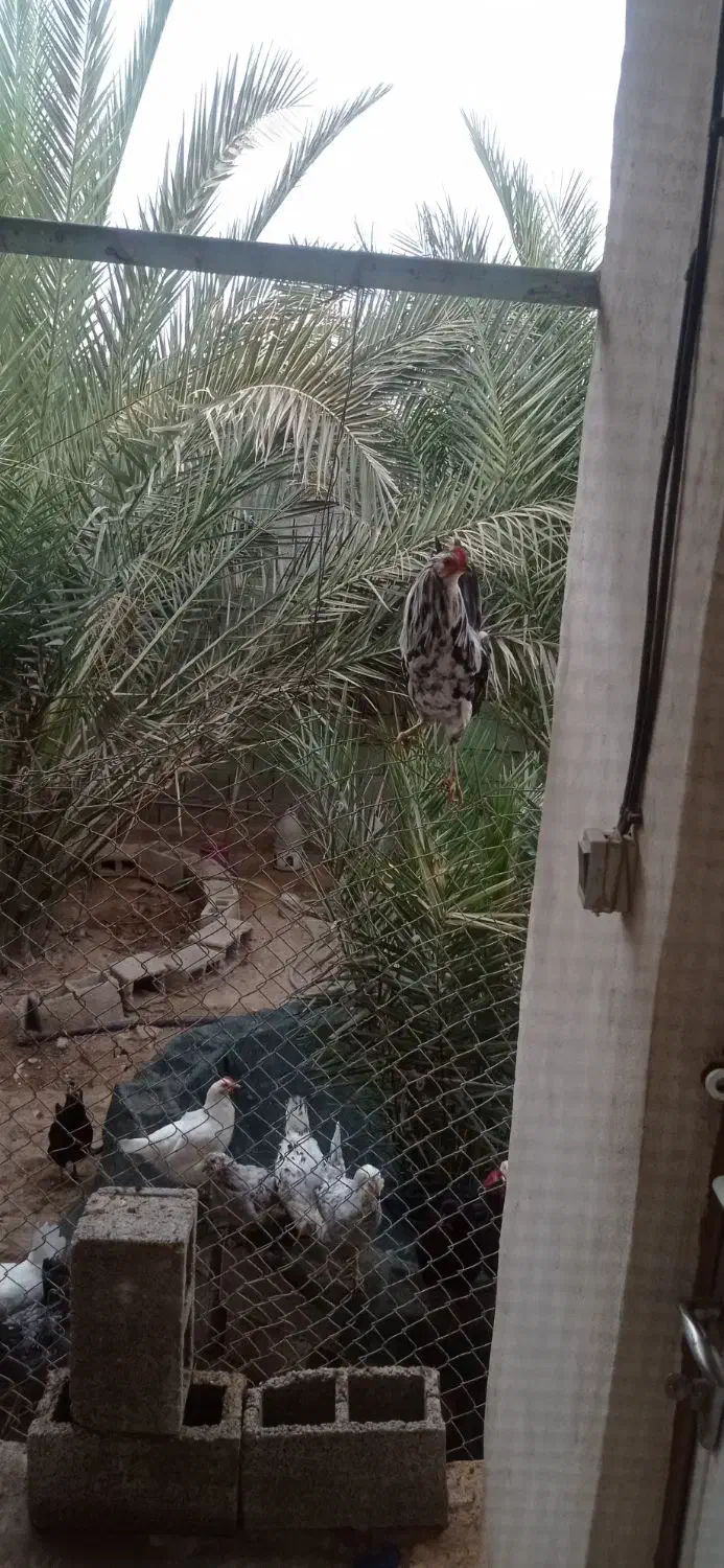 خروس گلین|حیوانات مزرعه|خورموج, |دیوار