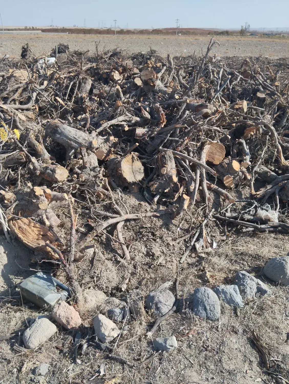 خرید ریشه درخت وچوب کهنه به قیمت مناسب|خدمات باغبانی و درختکاری|مشگین شهر, |دیوار