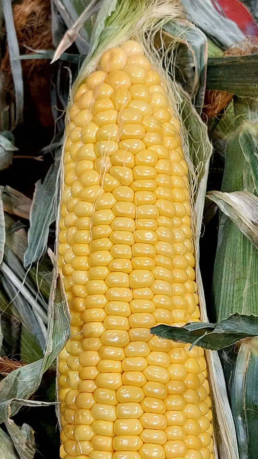 بلال تازه و خوشمزه + هایپر میوه گلچین|خوردنی و آشامیدنی|شاهدشهر, |دیوار